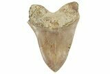 Serrated Fossil Megalodon Tooth - Massive Indonesian Meg #204846-2
